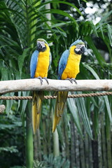   Blue and Yellow Macaw or Blue and-Gold Macaw, A member of the macaw group of parrots. Suffered from extinction through habitat destruction and capture for trade.