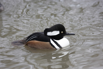 Hooded Merganser