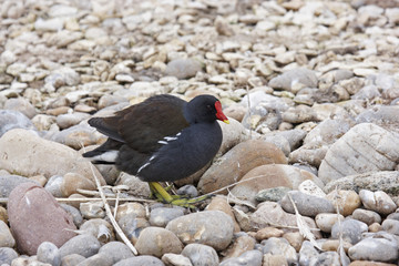 Moorhen