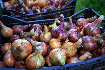 The seasonal harvest of onion in the basket in the garden close-up, in the green grass