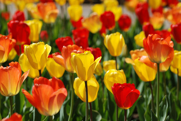 Brightly colored red and yellow tulips shining in the sunlight at Cantigny in Wheaton, Illinois.