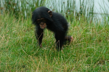 Baby chimpansee