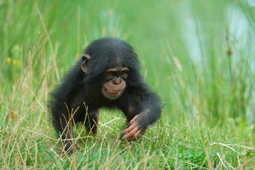 Baby chimpansee