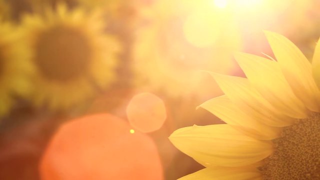 Field of blossoming sunflowers at sunset.