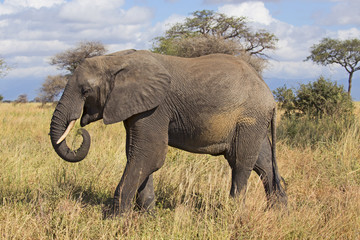 Fototapeta premium African elephant from Serengeti reserve, Tanzania
