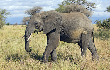 Fototapeta na wymiar African elephant from Serengeti reserve, Tanzania