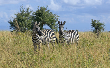 Fototapeta na wymiar Two zebras in grass field, east Africa
