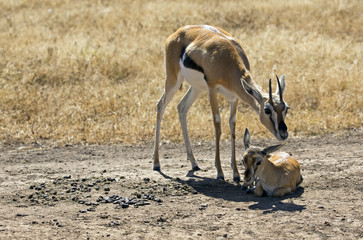 Thomson gazelle in Serengeti national park, Tanzania