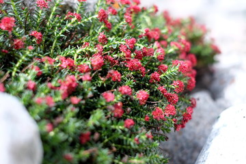 Red mountain flowers