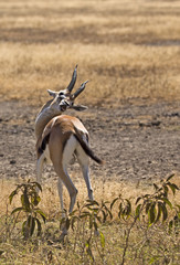 Thomson gazelle in Serengeti national park, Tanzania