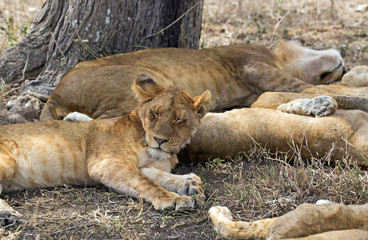 Family of lions sleeping under a tree