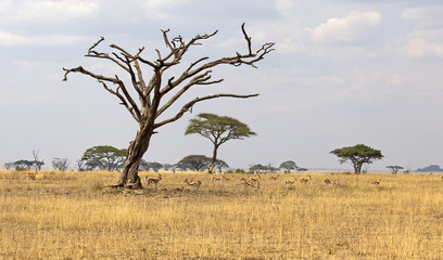Gazelles under tree in Serengeti national park, Tanzania