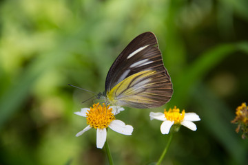 a butterfly