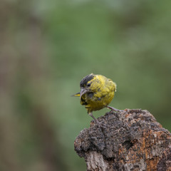 Beautiful Siskin bird Spinus Spinus on tree stump in forest landscape setting