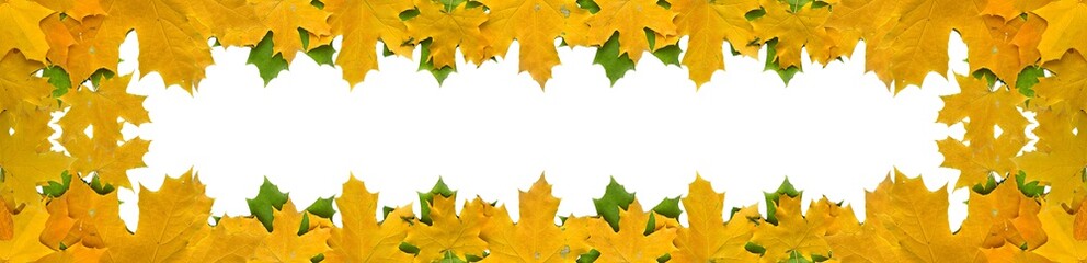 Autumn leaves isolated on white background with empty space, border design panoramic banner 