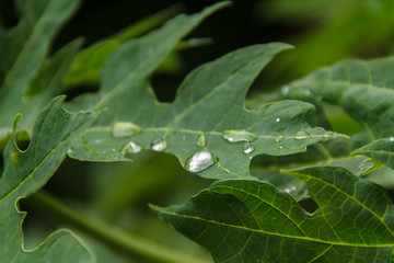 Droplet