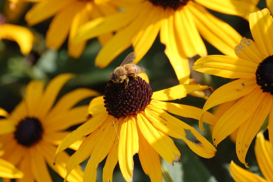 A close-up of a bee on top of a Black-eyed Susan yellow flower. - Powered by Adobe