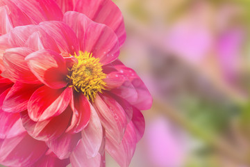 Obraz premium colorful of dahlia and green leaf with sun light,