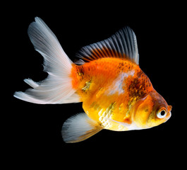 Goldfish isolated on black background