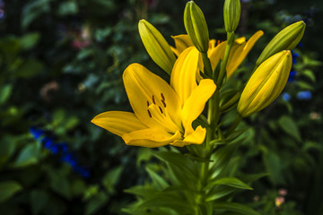 黄色いユリ