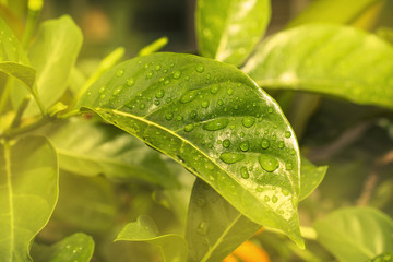 grop of green leaf and water drop, yellow flower and water drop ,water drop,short life