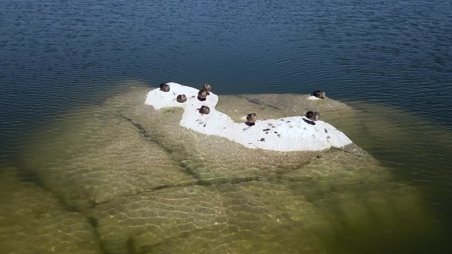 Naturaleza Pura