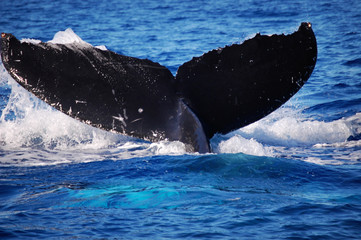 Fototapeta premium A whale of a tail appeared from this creature while in Maui, Hawaii.