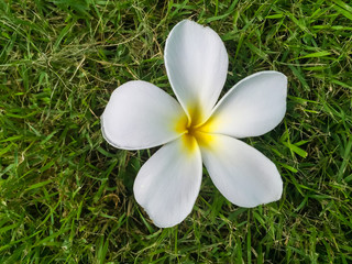 Plumeria