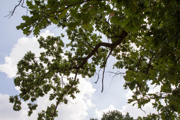 Oak tree