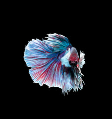 Betta fish siamese fighting fish betta splendens isolated on black background