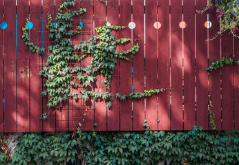 Plant growing out of red wooden fence