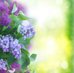 Fresh lilac flowers with green leaves close up over green garden background