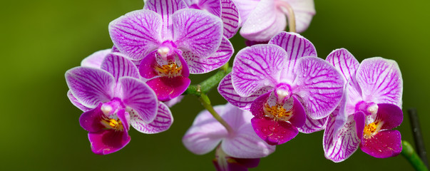 Pink orchid flowers background.