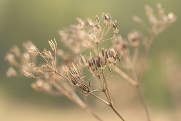 Dry autumn grass with umbellate and seeds