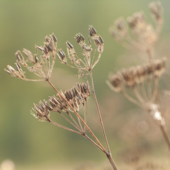 Dry autumn grass with umbellate and seeds