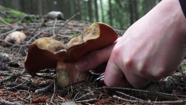 Mushroom (Suillellus luridus) with forest trees in the background. Picking mushrooms. 
