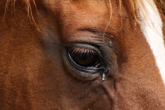 Gros plan sur l'oeil d'un cheval