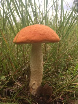 Pilz / Rotkappe w&auml;chst in der Natur
