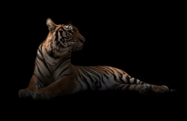 Foto auf Acrylglas Panther female bengal tiger in the dark