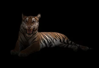 Foto auf Acrylglas Panther weiblicher bengalischer Tiger im Dunkeln