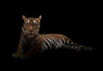 Papier Peint photo Lavable Tigre tigre du bengale femelle dans le noir