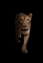Obraz na płótnie Canvas female african lion in the dark