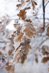 Frozen tree leaf