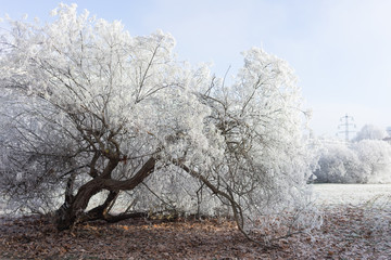 Beautiful frozen tree in park