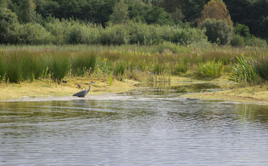 Wetland with heron