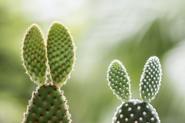 Opuntia cactus on nature background with copy space