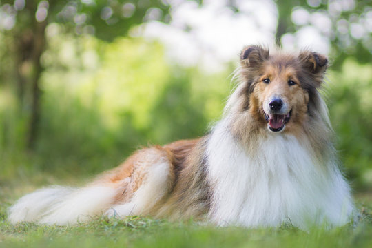 Cute gold rough collie with long hair lies at grass, green bokeh background