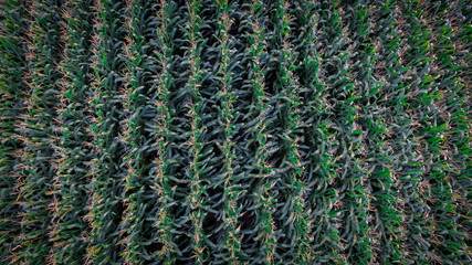Bird's Eye View of Corn 