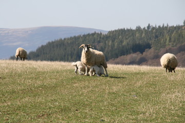 sheep lambs 