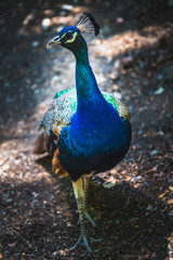 Fototapeta premium Peacock